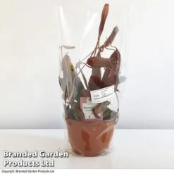 Nepenthes Alata Mix Hanging Basket -Garden Plants Shop BrandedGP Copyright Image nepe1