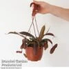 Nepenthes Alata Mix Hanging Basket 1 Nepenthes Alata Mix Hanging Basket -Garden Plants Shop BrandedGP Copyright Image nepe2