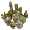 5 Cactus Plants Potted Cacti Houseplants Mixed Indoor Plant Selection -Garden Plants Shop CACTUSMIX 1