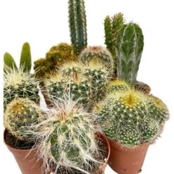 5 Cactus Plants Potted Cacti Houseplants Mixed Indoor Plant Selection -Garden Plants Shop CACTUSMIX 3