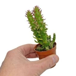 5 Cactus Plants Potted Cacti Houseplants Mixed Indoor Plant Selection -Garden Plants Shop CACTUSMIX 5