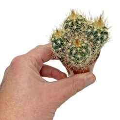 5 Cactus Plants Potted Cacti Houseplants Mixed Indoor Plant Selection -Garden Plants Shop CACTUSMIX 6