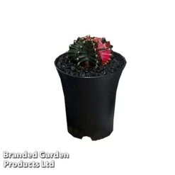 Cactus Gymnocalycium Mihanovichii F. Variegata Mixed -Garden Plants Shop CACT GYMNOC5CM WKC8846