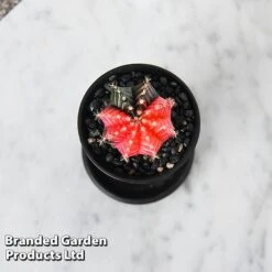 Cactus Gymnocalycium Mihanovichii F. Variegata Mixed -Garden Plants Shop CACT GYMNOCALY T43422