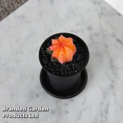 Cactus Gymnocalycium Mihanovichii F. Variegata Mixed -Garden Plants Shop CACT GYMNOCALY T43428