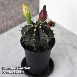 Cactus Gymnocalycium Mihanovichii F. Variegata Mixed -Garden Plants Shop CACT GYMNOCALY T43433