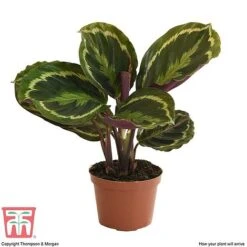 Calathea Roseopicta 'Medallion' -Garden Plants Shop CAL tka2873 B