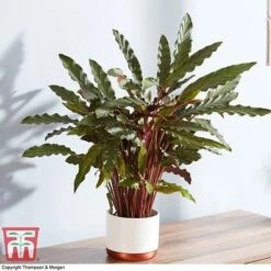 Calathea Rufibarba -Garden Plants Shop CALA 2874 A1