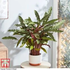 Calathea Rufibarba -Garden Plants Shop CALA 2874 A2