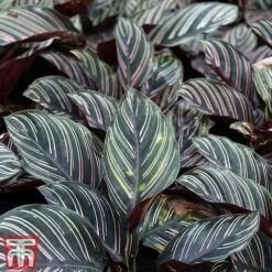 Calathea 'Sanderiana' -Garden Plants Shop CALA TKA2871 A