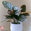 Calathea 'Sanderiana' 1 Calathea 'Sanderiana' -Garden Plants Shop CALA TKA2871 B1