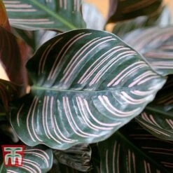 Calathea 'Sanderiana' -Garden Plants Shop CALA TKA2871 C