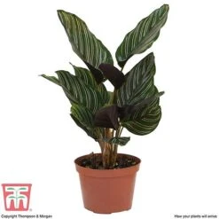 Calathea 'Sanderiana' -Garden Plants Shop CALA TKA2871 D
