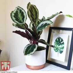 Calathea Roseopicta 'Medallion' -Garden Plants Shop CALA TKA2873 A1