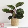 Calathea Roseopicta 'Medallion' 2 Calathea Roseopicta 'Medallion' -Garden Plants Shop CALA TKA2873 D1