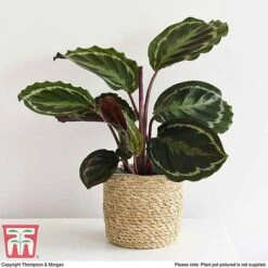 Calathea Roseopicta 'Medallion'