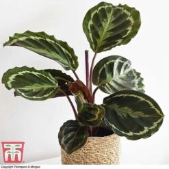 Calathea Roseopicta 'Medallion' -Garden Plants Shop CALA TKA2873 F