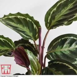 Calathea Roseopicta 'Medallion' -Garden Plants Shop CALA TKA2873 G