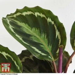 Calathea Roseopicta 'Medallion' -Garden Plants Shop CALA TKA2873 H