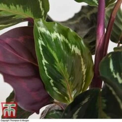Calathea Roseopicta 'Medallion' -Garden Plants Shop CALA TKA2873 I
