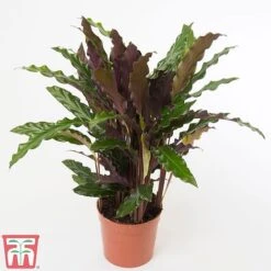 Calathea Rufibarba -Garden Plants Shop CALA TKA2874 A