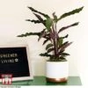 Calathea Rufibarba -Garden Plants Shop CALA TKA2874 B