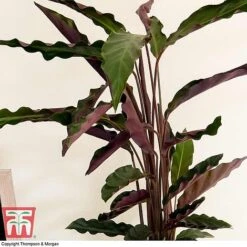 Calathea Rufibarba -Garden Plants Shop CALA TKA2874 C