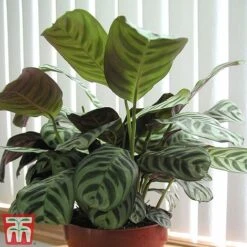 Calatheas Concinna 'Freddie' -Garden Plants Shop CALA TKA2875 A