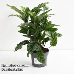 Calatheas Concinna 'Freddie' -Garden Plants Shop CALA FREDD12CM T44569