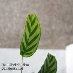 Calatheas Concinna 'Freddie' -Garden Plants Shop CALA FREDDY T44572