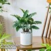 Calatheas Concinna 'Freddie' -Garden Plants Shop CALA FREDDY W44167