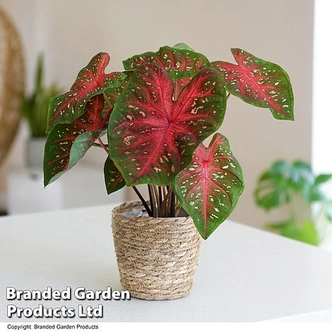 Caladium Heart To Heart® 'Fast Flash' 3 Caladium Heart To Heart® 'Fast Flash'