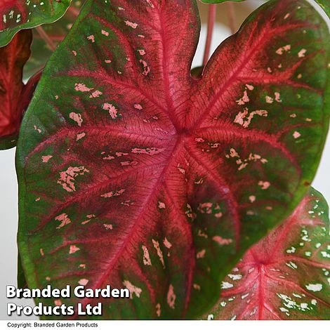 Caladium Heart To Heart® 'Fast Flash' 4 Caladium Heart To Heart® 'Fast Flash' - Image 2