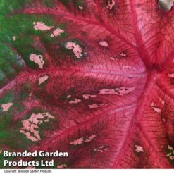 Caladium Heart To Heart® 'Fast Flash' 9 Caladium Heart To Heart® 'Fast Flash' -Garden Plants Shop CALA H2HFASTFL T43458