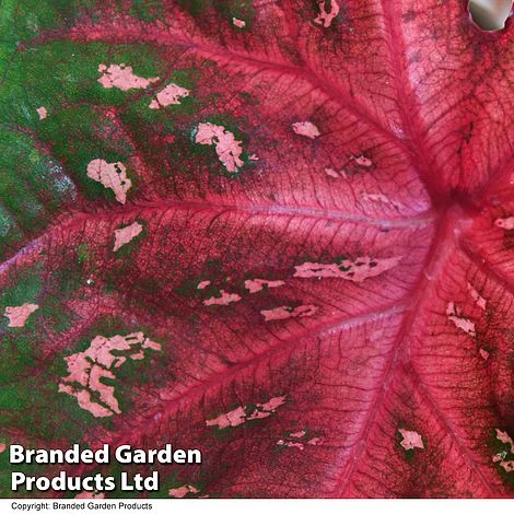 Caladium Heart To Heart® 'Fast Flash' 5 Caladium Heart To Heart® 'Fast Flash' - Image 3