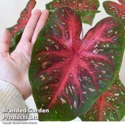 Caladium Heart To Heart® 'Fast Flash' 10 Caladium Heart To Heart® 'Fast Flash' -Garden Plants Shop CALA H2HFASTFL T43459