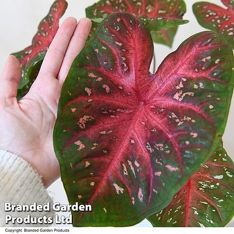 Caladium Heart To Heart® 'Fast Flash' 6 Caladium Heart To Heart® 'Fast Flash' - Image 4