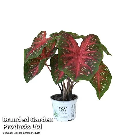 Caladium Heart To Heart® 'Fast Flash' 7 Caladium Heart To Heart® 'Fast Flash' - Image 5