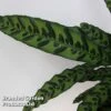Calathea Insignis -Garden Plants Shop CALA INSIGNIS S50403