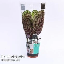 Calathea Makoyana -Garden Plants Shop CALA MYKON14CM WKF1142 A