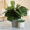 Calathea Makoyana -Garden Plants Shop CALA MYKON14CM WKF1142 B