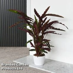 Calathea Rufibarba -Garden Plants Shop CALA RUFIBARBA T44192