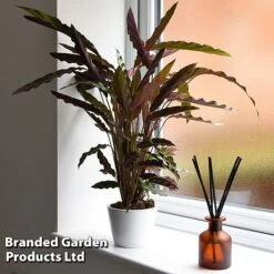 Calathea Rufibarba -Garden Plants Shop CALA RUFIBARBA T44196