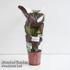 Calathea Picturata 'Argentea' -Garden Plants Shop CALA SILVE12CM T45167G