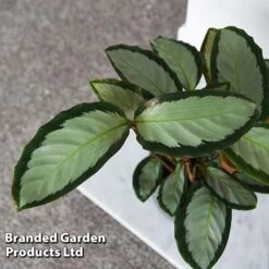 Calathea Picturata 'Argentea' -Garden Plants Shop CALA SILVERVAR T45171C