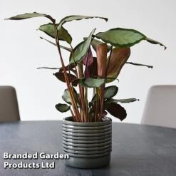 Calathea Picturata 'Argentea' -Garden Plants Shop CALA SILVERVAR T45172B