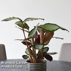 Calathea Picturata 'Argentea' -Garden Plants Shop CALA SILVERVAR T45173A