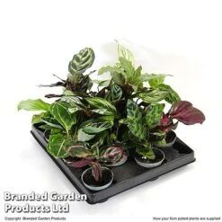 Calathea Makoyana Starter Mix -Garden Plants Shop CALA STARTE6CM T47654