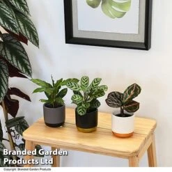 Calathea Makoyana Starter Mix -Garden Plants Shop CALA STARTERMX T47658