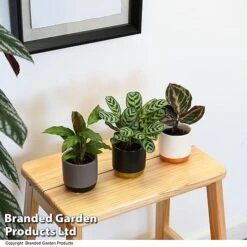 Calathea Makoyana Starter Mix